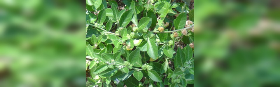 ashwagandha